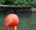 Flamingo2_19 kl